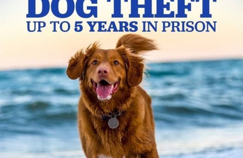 Dog Theft Infographic